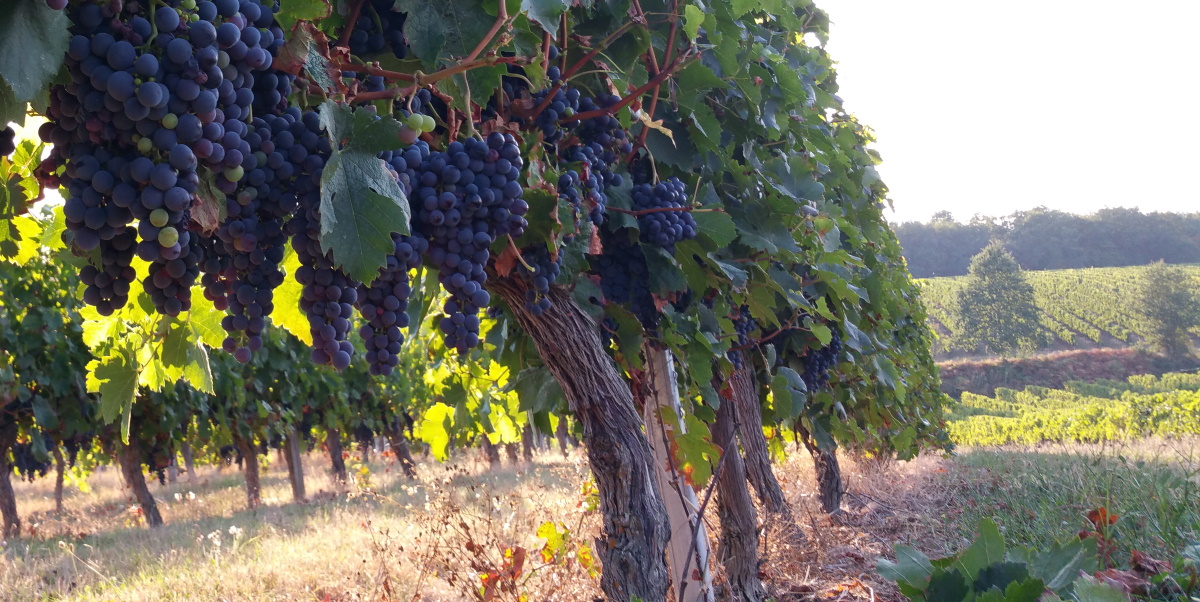vignes Melle Sophie pour le vin immergé