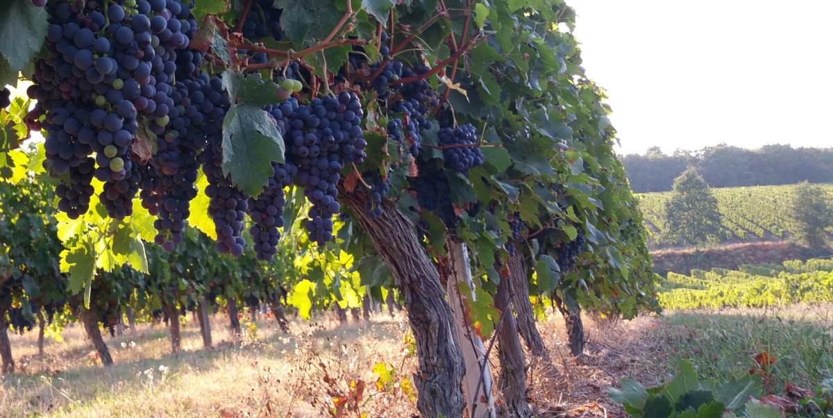 vignes Melle Sophie pour le vin immergé